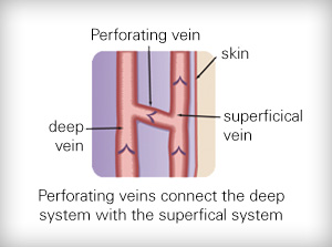 Venous Anatomy